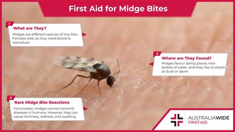 How to Stay Safe from Midges