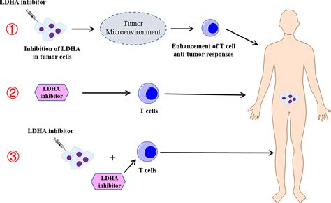 Frontiers Ldha The Obstacle To T Cell Responses Against Tumor