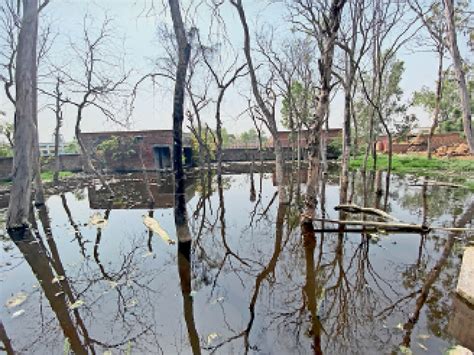 Green Trees Dry Up In Gumthala Due To Accumulation Of Dirty Water From