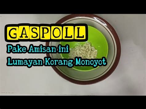 Umpannya Pake Amisan Ini Gaspol Abis Bikin Korang Penuh YouTube