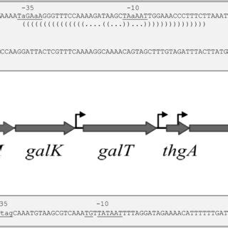 Organization Of The Gallac Operon With Surrounding Genes In L Lactis