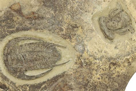 Early Cambrian Trilobite Perrector Tazemmourt Morocco