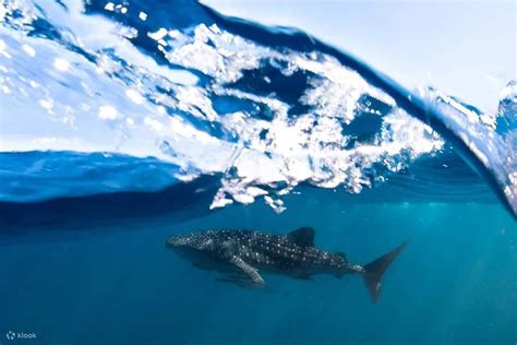 Swim With Whale Sharks At Ningaloo Reef Klook Estados Unidos