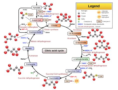 Citric Acid Cycle: MCAT — Medistudents