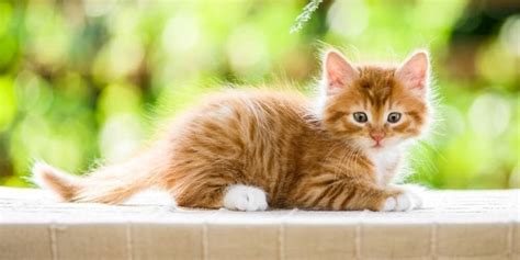 Ginger Cat 10 Fascinating Facts Photos Wamiz