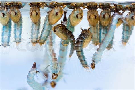 Mosquito pupae and larvae | Stock image | Colourbox