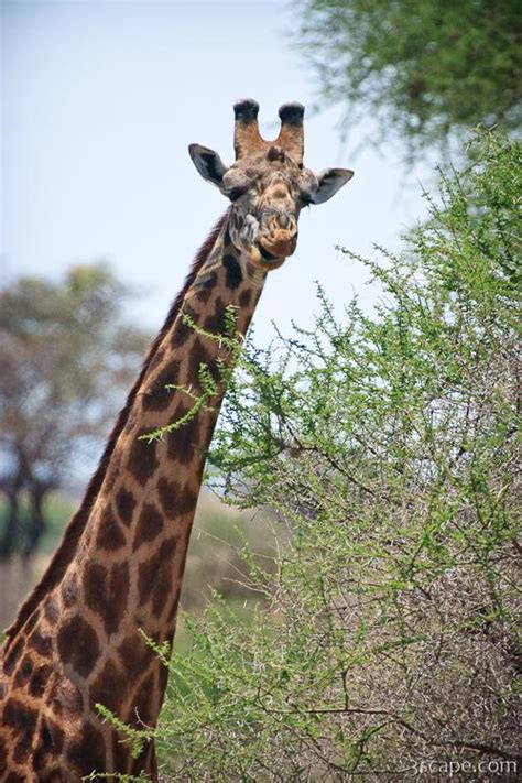 Masai Giraffe Photograph by Adam Romanowicz