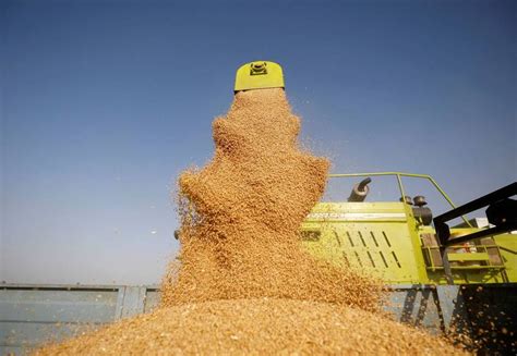 全球糧食供應告急 印度小麥出口暴增 自由財經