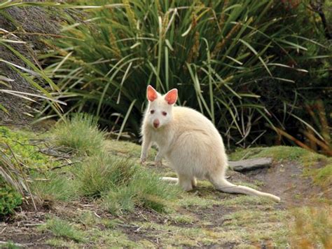 Tasmania wildlife tour | Responsible Travel