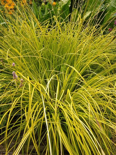 Carex Elata Aurea Bowles Golden Sedge Devon Pond Plants