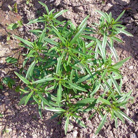 Estragon Artemisia Dracunculus Vente Plant Armoise Herbe Dragon