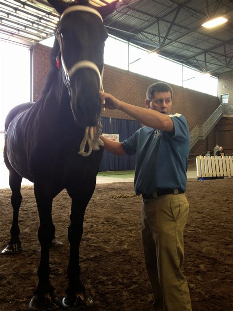 Amish Horses: Percheron Horse Show