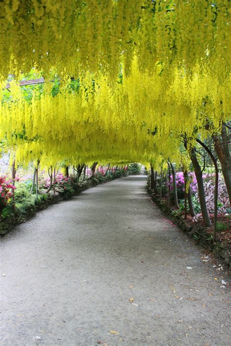 Laburnum Arch, Bodnant Gardens Wales Wales, Arch, Sidewalk, Gardens ...