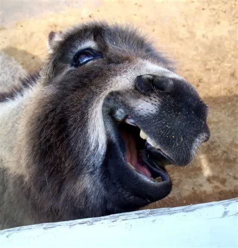 17 Smiling Animals to Start Your Day - Animal's Look