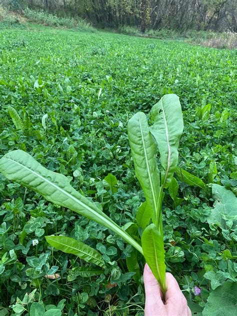 Chicory Food Plot Seed – Hale Habitat & Seed