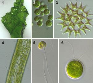 Chlorophyta - Alchetron, The Free Social Encyclopedia