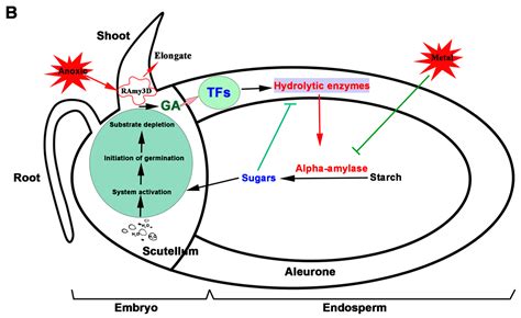 IJMS Free Full Text The Rice Alpha Amylase Conserved Regulator Of