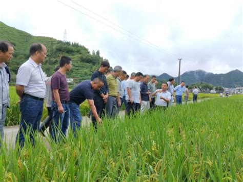 开化县召开2017年水稻新品种示范展示现场观摩会简讯资讯种业商务网