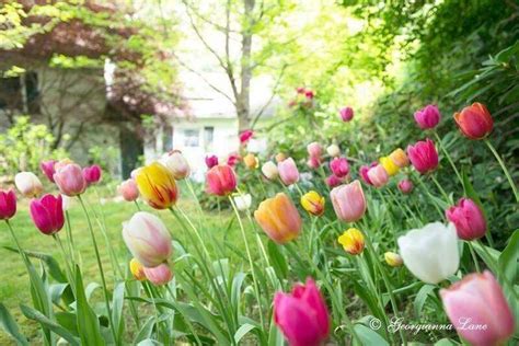 Pin De Lainey Em Tulip Farm