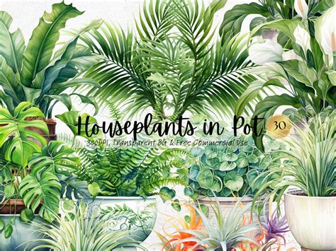 Watercolor Houseplants In Pot Clipart Printable Nature Botanical Png Green Indoor Plant Art