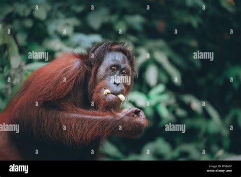 Orang Utan In The Jungle Eating Banana Stock Photo Alamy