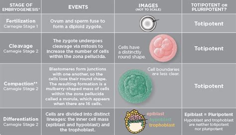 Characteristics of Embryonic Stem Cells - WilliamtinWatts