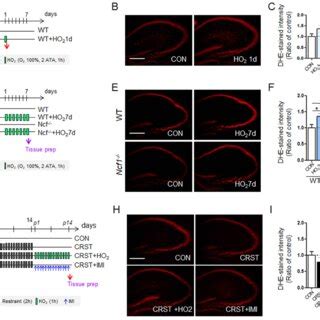 HO 2 Treatment Increased Oxidative Stress In The Hippocampus Of Mice