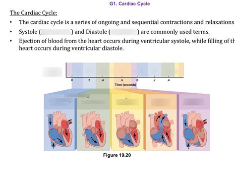 The Cardiac Cycle Diagram Quizlet