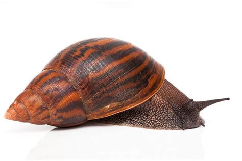 Achatina achatina - Alchetron, The Free Social Encyclopedia