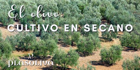 El Olivo Cultivo En Secano