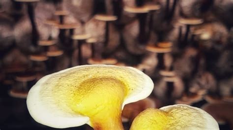 LÝ DO LINH CHI: “VUA THẢO DƯỢC” – LINH CHI VIỆT NAM