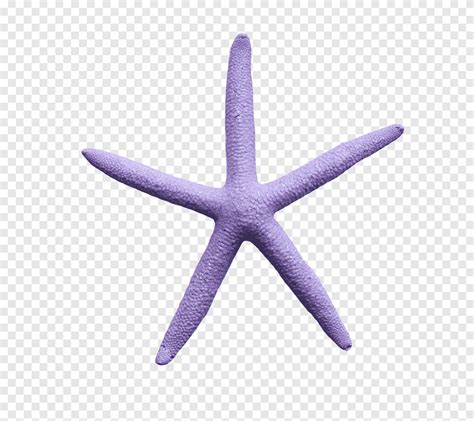 Purple Starfish Clipart