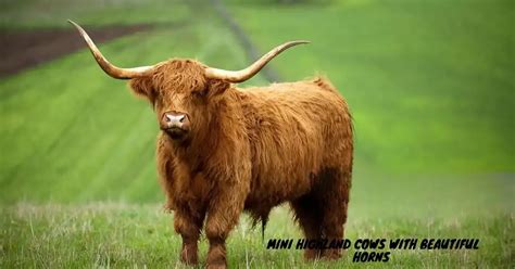 Miniature Highland Cattle Artofit