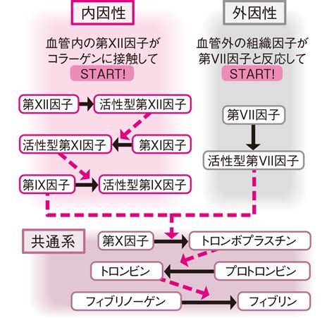 出血・出血傾向に関するq＆a 看護roo カンゴルー