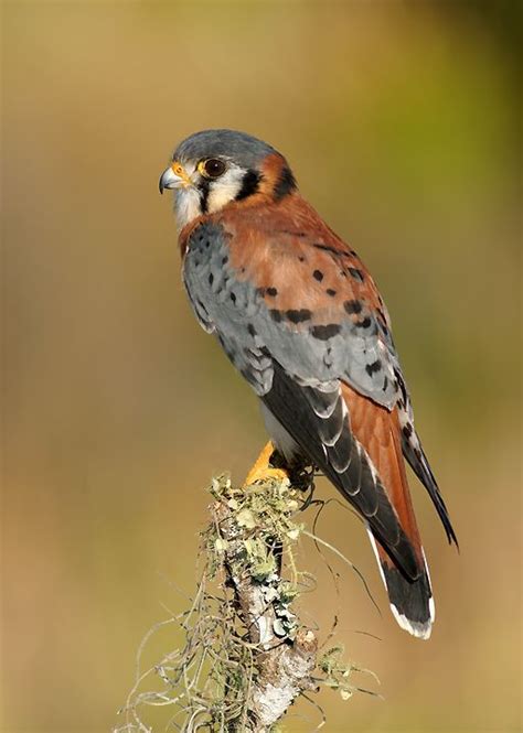 American Kestrel Falcon Pictures To Pin On Pinterest Beautiful