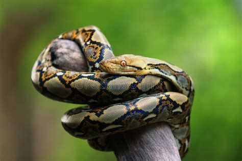 The Reticulated Python Malayopython Reticulatus Stock Photo Image