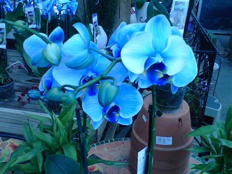 knumathise: Real Blue Orchid Flower Images