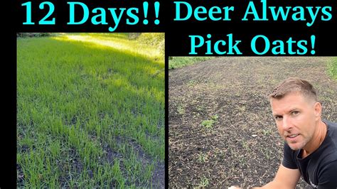 Oats Food Plot Update Bucks Fall Food Plot Deer Can T Resist