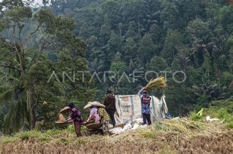 POTENSI KENAIKAN PRODUKSI BERAS NASIONAL ANTARA Foto