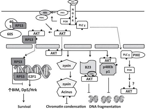 Nuclear Akt Signaling In Neuronal Survival Upon Ngf Stimulation Akt