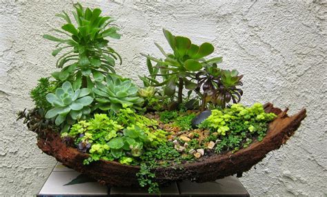 Горшечные композиции из комнатных растений в интерьере (56 фото ...