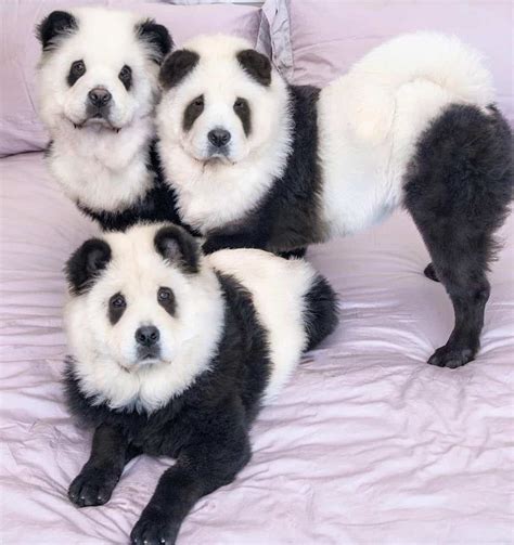 Chow Chow Colors: Do Panda Chow Chows Exist?