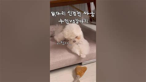 강아지가 저 안 놀아줘요😭🐶 강아지 강아지브이로그 강아지일상 강아지유튜브 강아지반응 강아지장난감 귀여운영상 닭다리