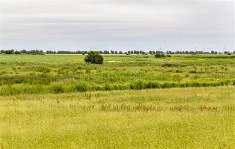 Landscape in East Frisia stock image. Image of meadow - 164369069