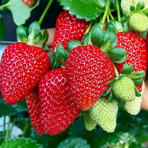 Gambar Tumbuhan Strawberry 54 Koleksi Gambar