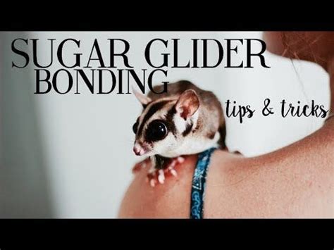 sugar glider bonding techniques - yogaartillustrationlife