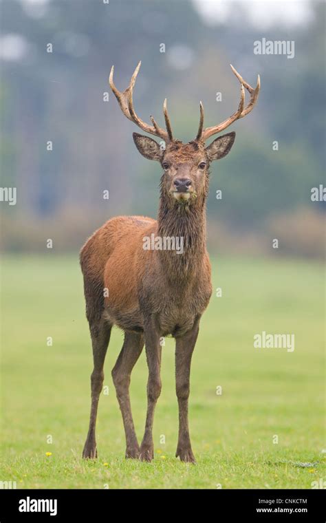 Red Deer Cervus Elaphus Stag Standing During Rutting Season