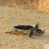 Small Turtle Baby Walking Fast GIF | GIFDB.com