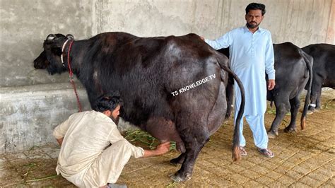 Pdfa Final Live Milking Of Haji Ghulam Fareed Sb Dairy Farm Gujranwala