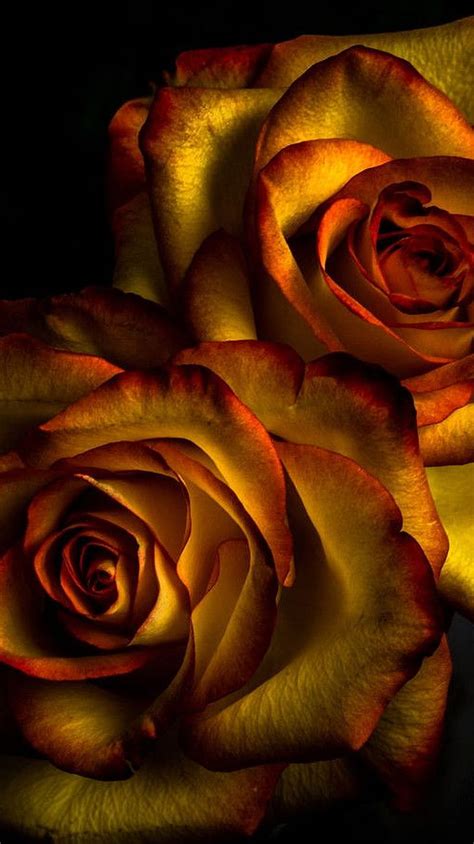 1080P free download | Golden Roses, HD phone wallpaper | Peakpx